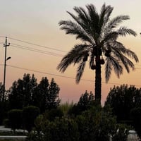 النصر النعوميه • تمر علف • ١٧ نخله