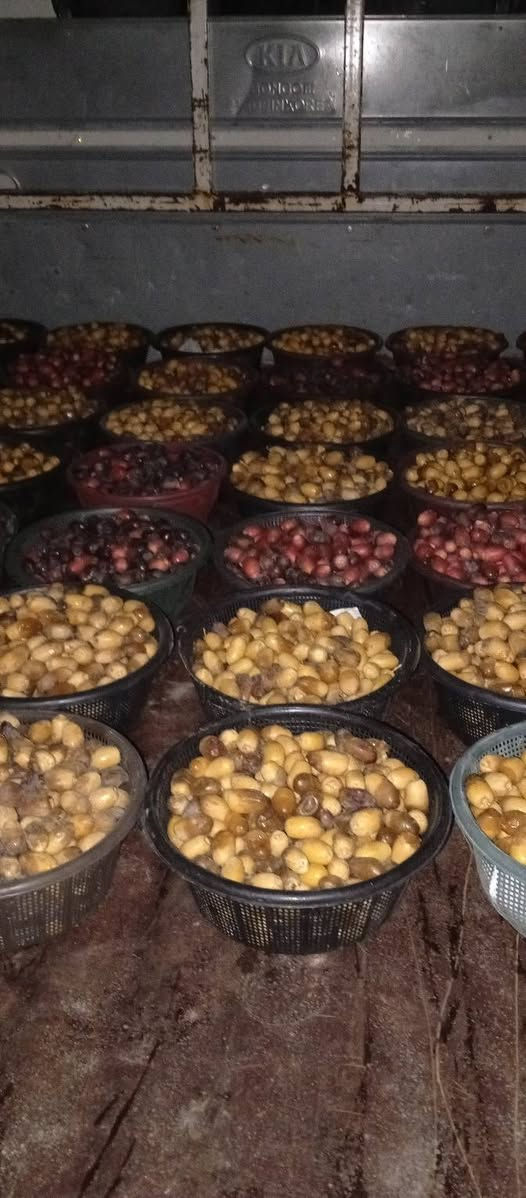 يوجد انواع تمر الحله بربن +شكر +سلطاني طبرزل +خستاوي السله كيلوين اب ٥٠٠٠ ألف متواجد بلبياع رقم ***********
