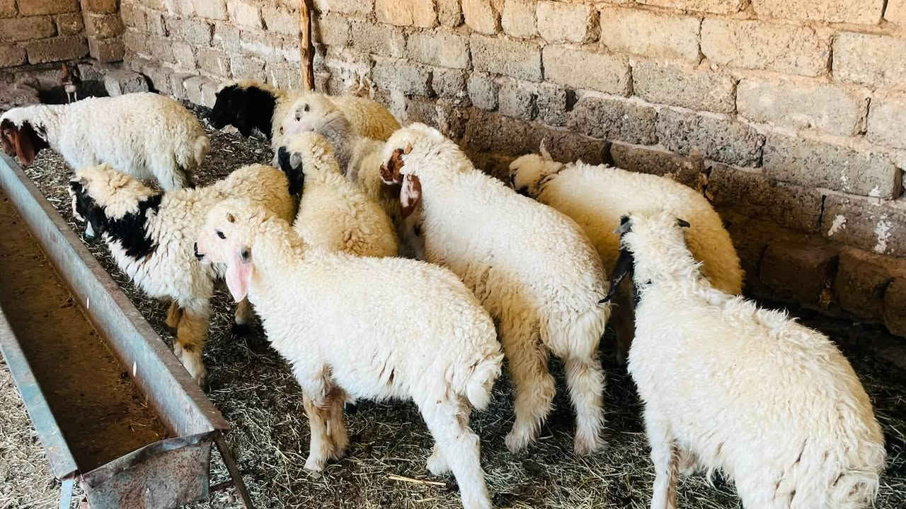 6 طليان + 6 فطايم مال ربط
السعر 450 الزوج وبيهن طكة مجال اذا شلع

المكان العلم سمره 

***********
