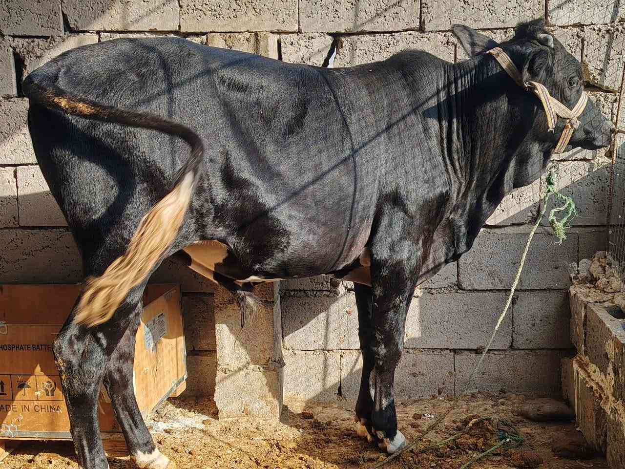 جوز حوالي • درجة أولى • اسديرة وسطى