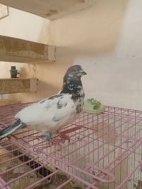 فحل • خدمة تلقيح