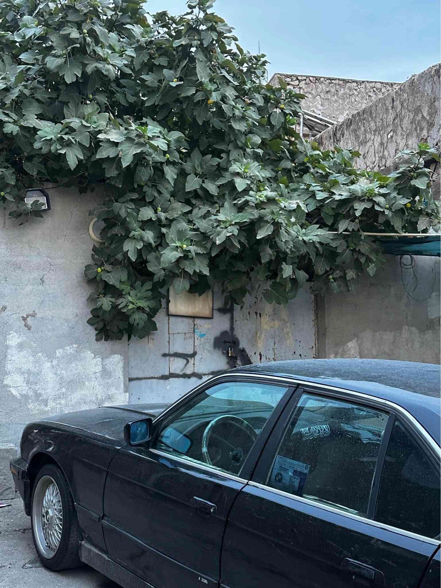 سەرەتا بە ناوی خوای گەورە bmw ٥٢٥ دیجیتال ماشااللەء لە هەیکەلی زۆر زۆر جوان ماوەتەوە لایت ئەلقەیە ئارم سلیمانیە ئارمەکەی بە هەدیەوە موسو براوەی بە شەرتە هەیکیەلی قنجو قۆپی نیە شوختو شتی نیە زۆر زۆر جوانە چوار تایەو ویلی لۆکی لەسەرە چات بنیرە لە خزمەتام کامل زانیاریم نوسیوە كويسينجاك, أربيل
