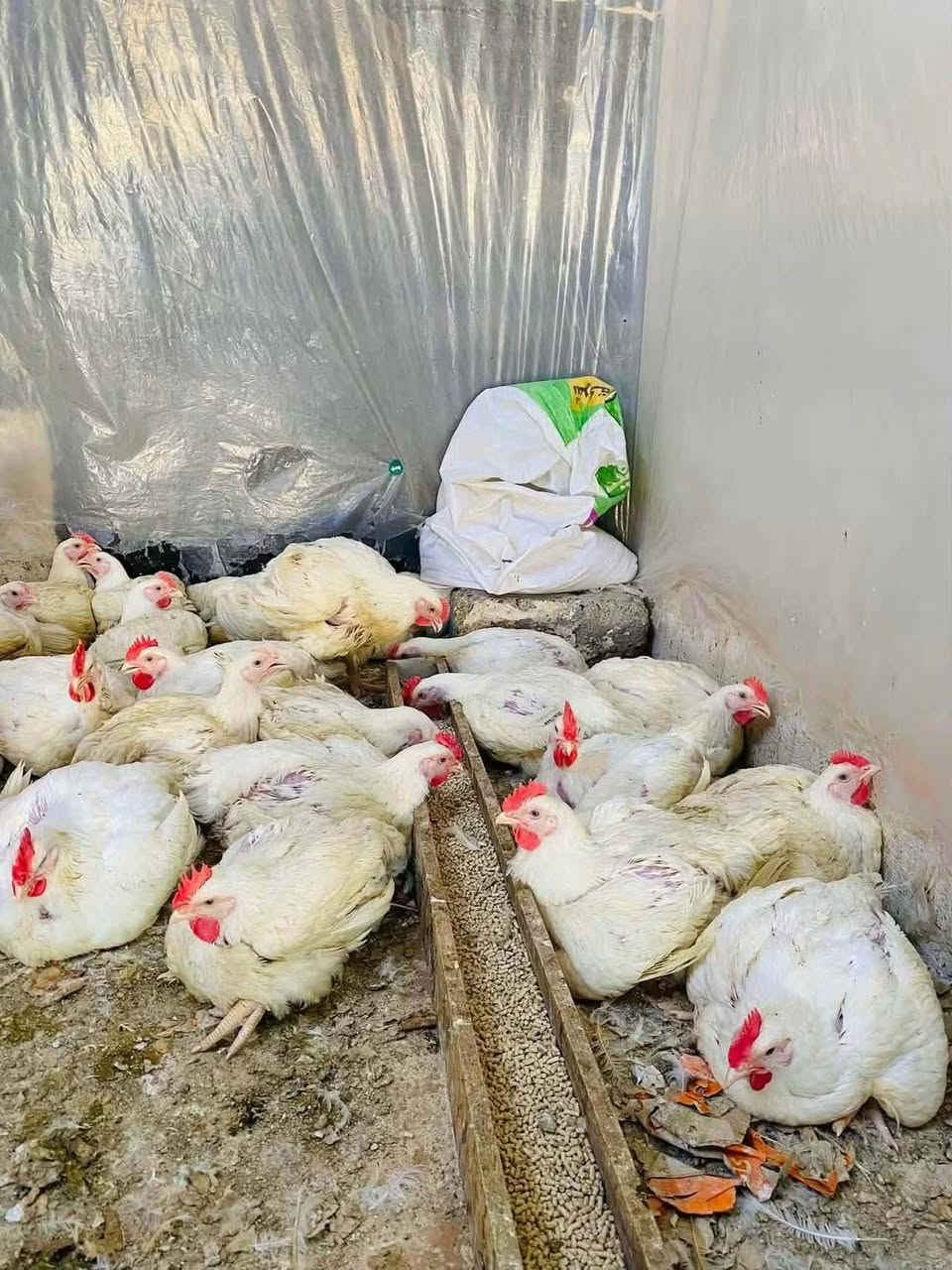 جمعتكم متكمل اله ويه علي المياحي  
سمك المسكوف والحي والدجاج  الطعم البغدادي الأصيل… يوصل لباب بيتك! 🏠🚗

🐟 سمك مسكوف — 7,500 د.ع
🐟 سمك حي طازج — 5,500 د.ع
🍗 دجاج حي طازج — 3,500 د.ع
🍗 صدر دجاج — 5,500 د.ع
🍗 أفخاذ طازة — 5,000 د.ع
🍗 أجنحة — 5,000 د.ع

━━━━━━━━━━━━━━

🚗💨 توصيل سريع داخل بسماية
💰 التوصيل 1,000 د.ع فقط

📞 للطلب والحجز:
***********
***********

✨ طازج • نظيف • سعر مناسب
🔥 علي المياحي — اطلب ودلل!

نص مكتوب في الصور:
- سمك حي سعر الكيلو 5500