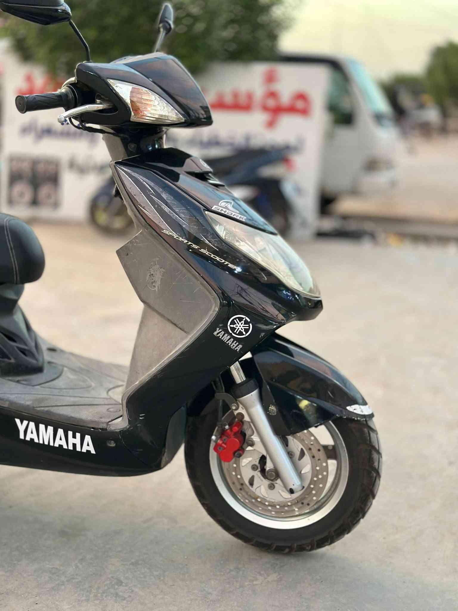 سكنس فحل • ياباني • كفالة