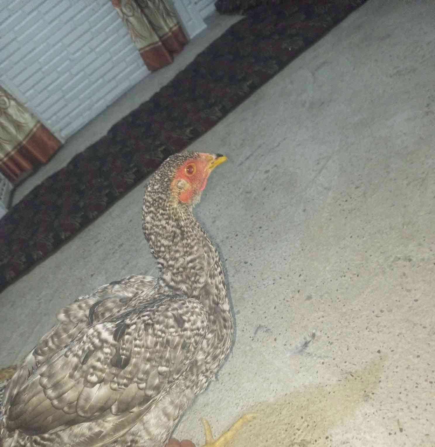 جوز دجاج • نوادر • عماليق