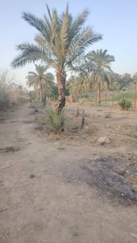 يا الله سلام عليكم يتوفر عندي دونم طابو ملك صرف عنوان لزعفرانيه عله فر...