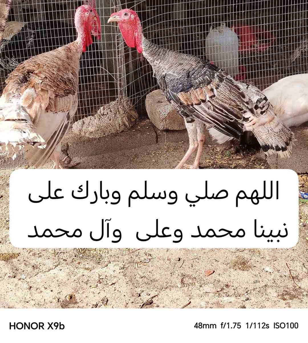 اسود احمر • ملقحات • بصرة بني منصور