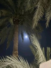 الرضوانية بغداد • ٥ دونم • طابو ملك