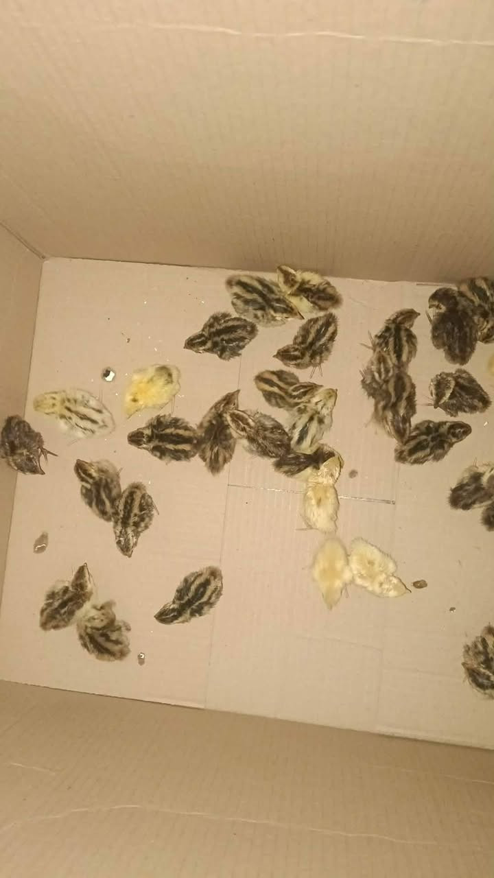 متاح فقاسه للبيع شيل 90 بيضه مال دجاج حراره اوتماتيك فقاسه نسبه شد ٩٠٪ شاهد الله خير من الله توثيق افراخ بصور من هاي فقاسه مكاني كوت زويريجات ‏‪***********‬‏
