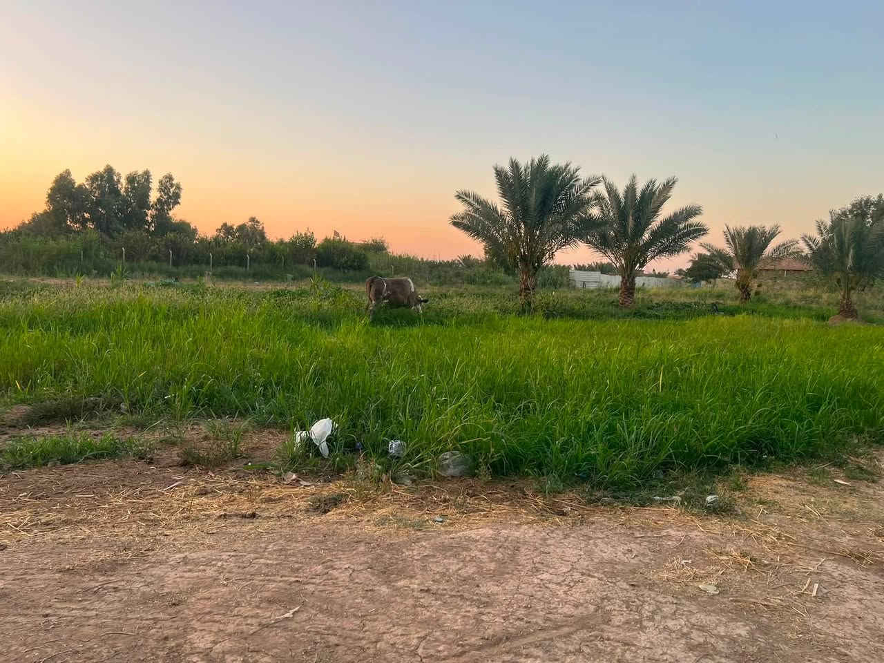 سلام عليكم للبيع بيت مع بستان مساحه 3 دونم قرب الجسر الفرنسي ***********
