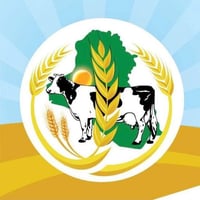 سيلاج الذرة • ذرة صفراء • قضاء الحويجه