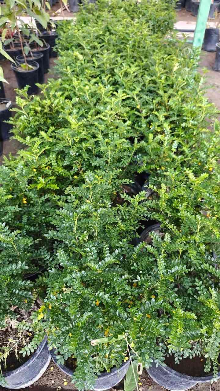 بخور عطري • الانبار حديثة • توصيل