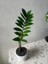 نباتات هولندية • نباتات داخلية • توصيل الموصل