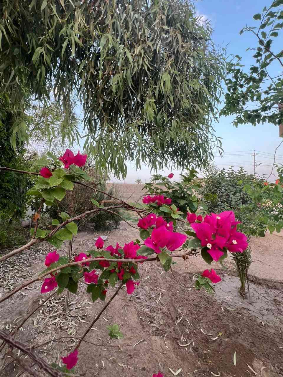 ١٣٥٠م • طابو صرف • دارين