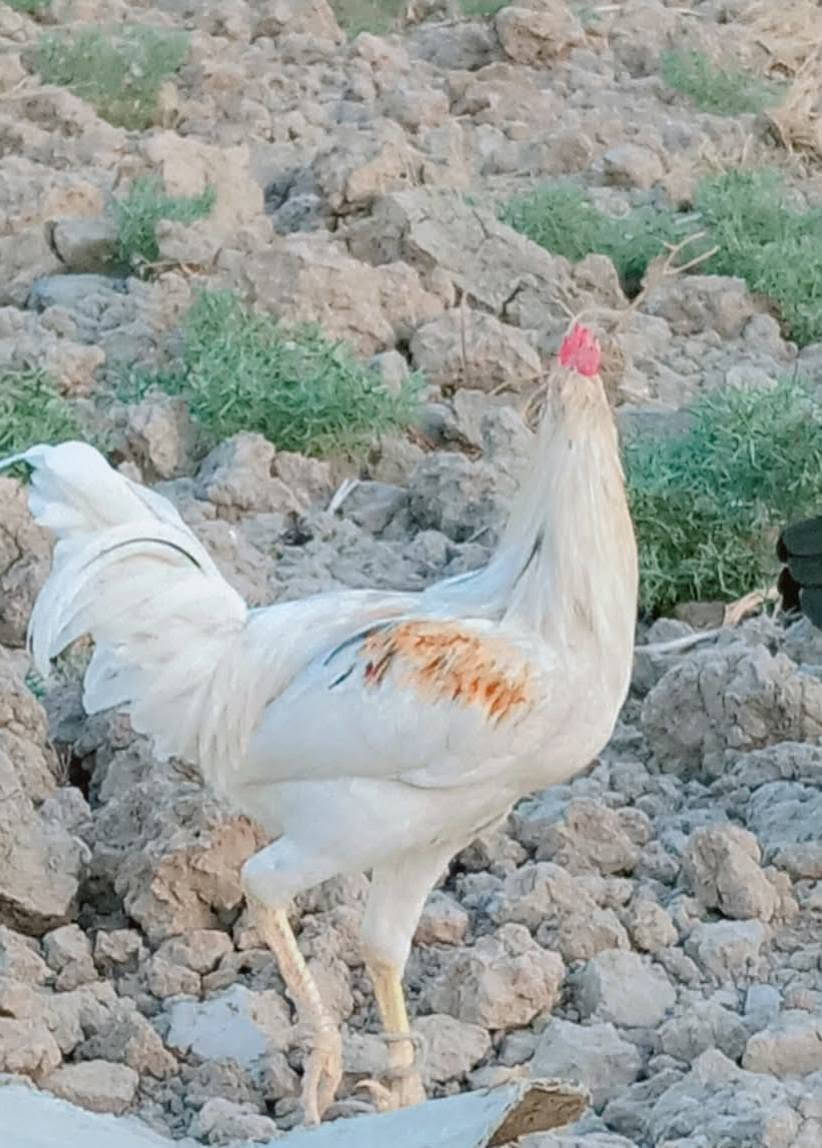 دجاج عرب للبيع ديوجه فقط نوع شمسي ماخذ جميع اللقاح العدد اكثر من عشرة سعر المفرد15 وذا كلهم بيهم مجال للشراء الاتصال ع الرقم ***********
