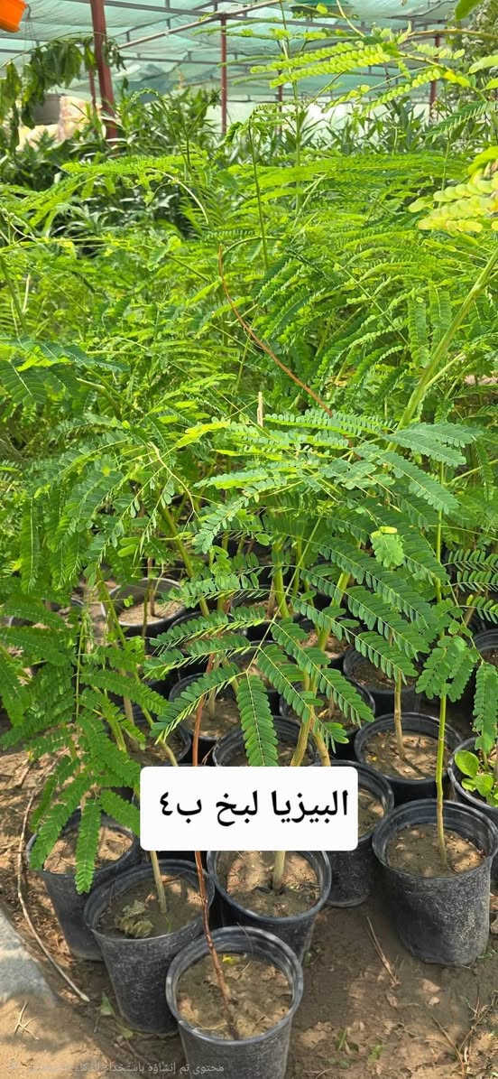 نباتات خارجية • اسعار مناسبة • توصيل لكل المحافظات