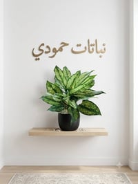 🌿✨ تتوفر لدينا تشكيلة مميزة من النباتات الضلية والخارجية ✨🌿  🌱 وصلتنا ...