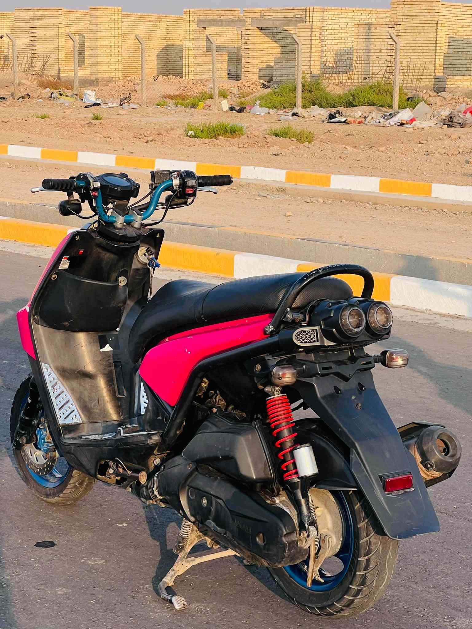 سكنس جبلي • اوراق