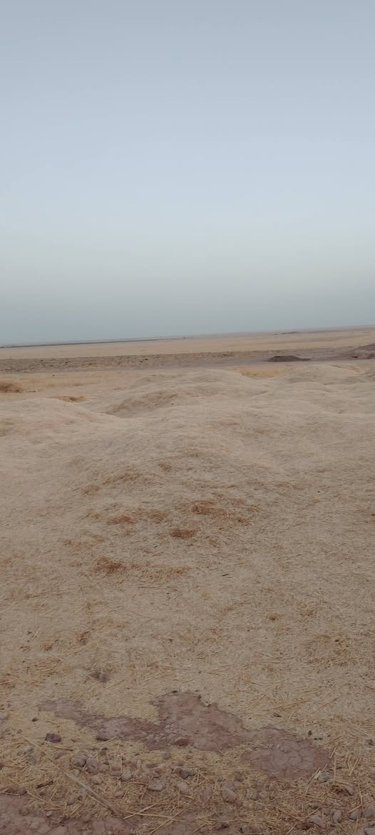 تبن • درجة أولى • ٢٠ عربانه