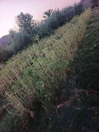 ارض زراعيه • دونمين • ورديه خارج