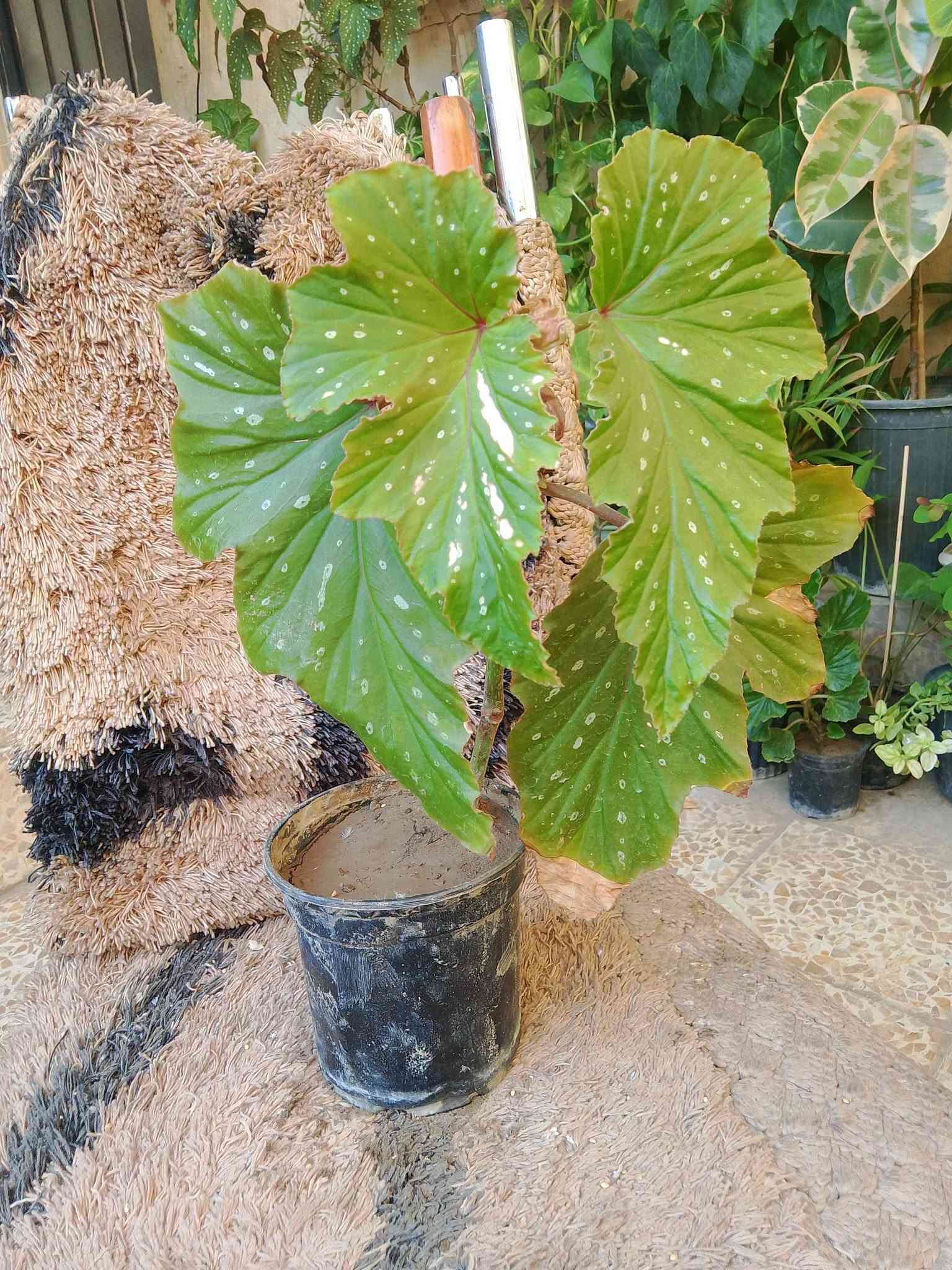 متاح نباتات حجم صغير ب 3 واكو حجم كبير ب 5 و7

