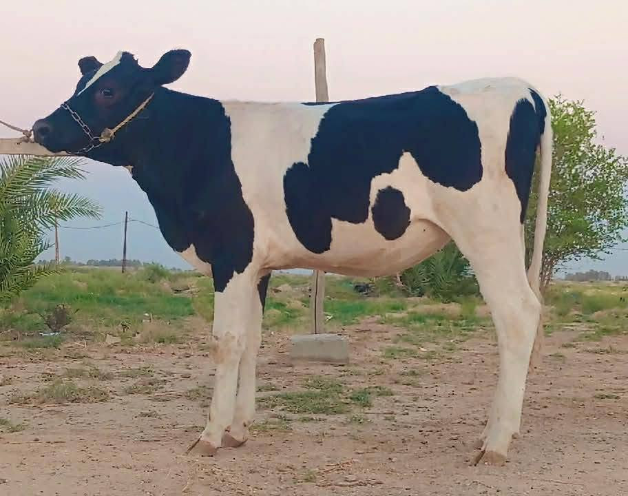 اللهم صلي على محمد وآل محمد اباجير هولشتاين رقم واحد العدد (4) درجة اولى مال جني جوه صدر الفحل اباجير من امهات حلابات رقم واحد اباجير مال اخو الاخوو مكاني بابل الحمزه الغربي
*********** بي واتساب 👉
***********
اللهم صلي على محمد وآل محمد اباجير هولشتاين رقم واحد العدد (4) درجة اولى مال جني جوه صدر الفحل اباجير من امهات حلابات رقم واحد اباجير مال اخو الاخوو مكاني بابل الحمزه الغربي

