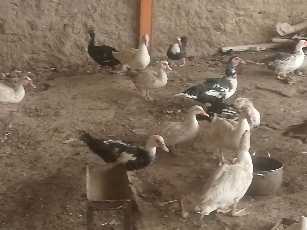 بط مصري • تلعفر