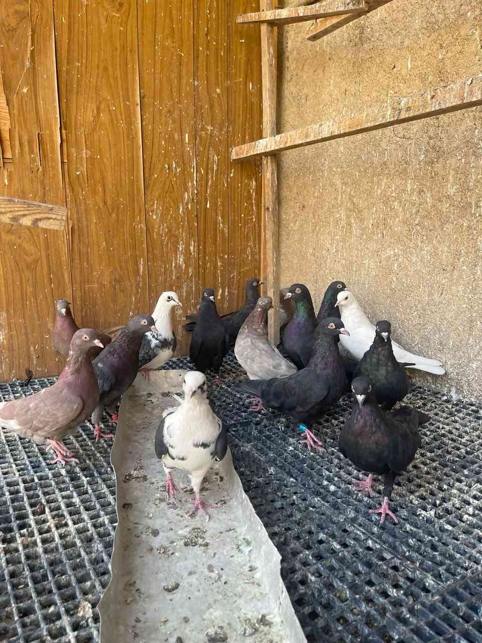 ١٥ حمامه • بغداد جديدة • زوج