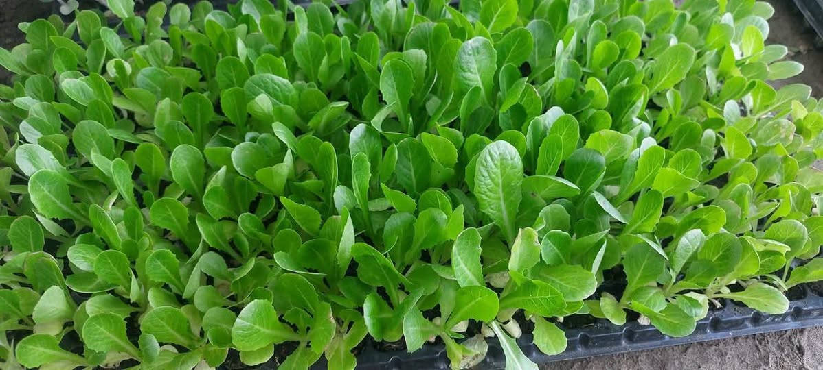 شتلات دايات • خس • قرنبيط