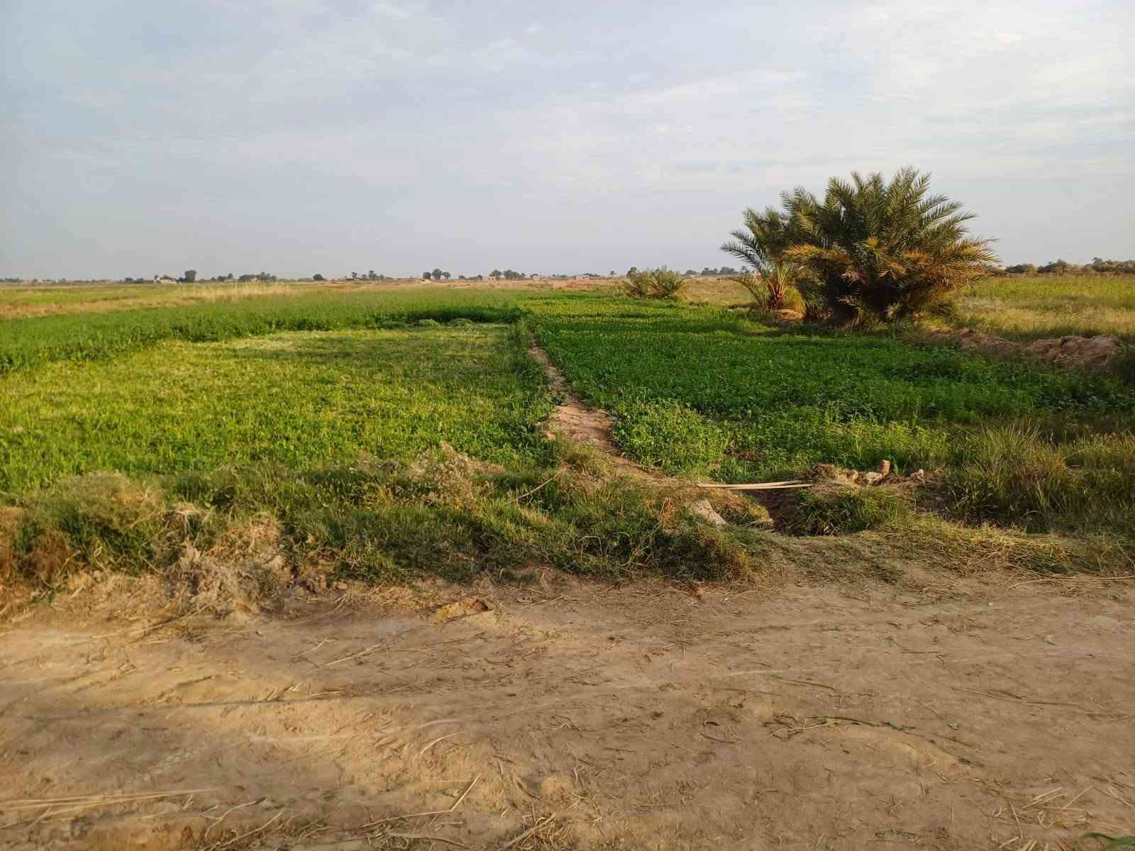 بسم لله الرحمن الرحيم 
گاع للبيع سبعه دونم + بيت يتكون من غرفتين وصاله ومطبخ واستقبال  + بستان  + محصار حلال  البيت جاهز للسكن في ذي قار قضاء الشطره  البدعة  طريق ال سيد حمد ( منطقة ال حشيش )قرب مدرسة الخمائل الابتدائية  السعر 45 
للاستفسار الاتصال على الرقم (( *********** )) 
غير متواجد على الفيس بوك
