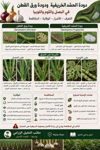دودة الحشد الخريفية • دودة ورق القطن • واسط الأحرار