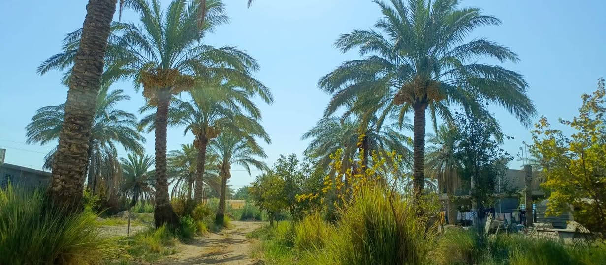 بستان1100 متر للبيع طابو زراعي سند 25 تحويل مباشر بسم المشتري السعر 100 مليون وقابله للتفاوض العنوان بغداد ناحية الراشدية قرب البحيرة تتوفر جميع الخدمات للاستفسار الاتصال على الرقم *********** مكتب العبيدي للعقار
