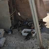 بط اخضيري • فحلين • ٤ فراخ