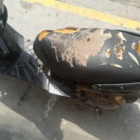 ثعلب • شغاله • بغداد