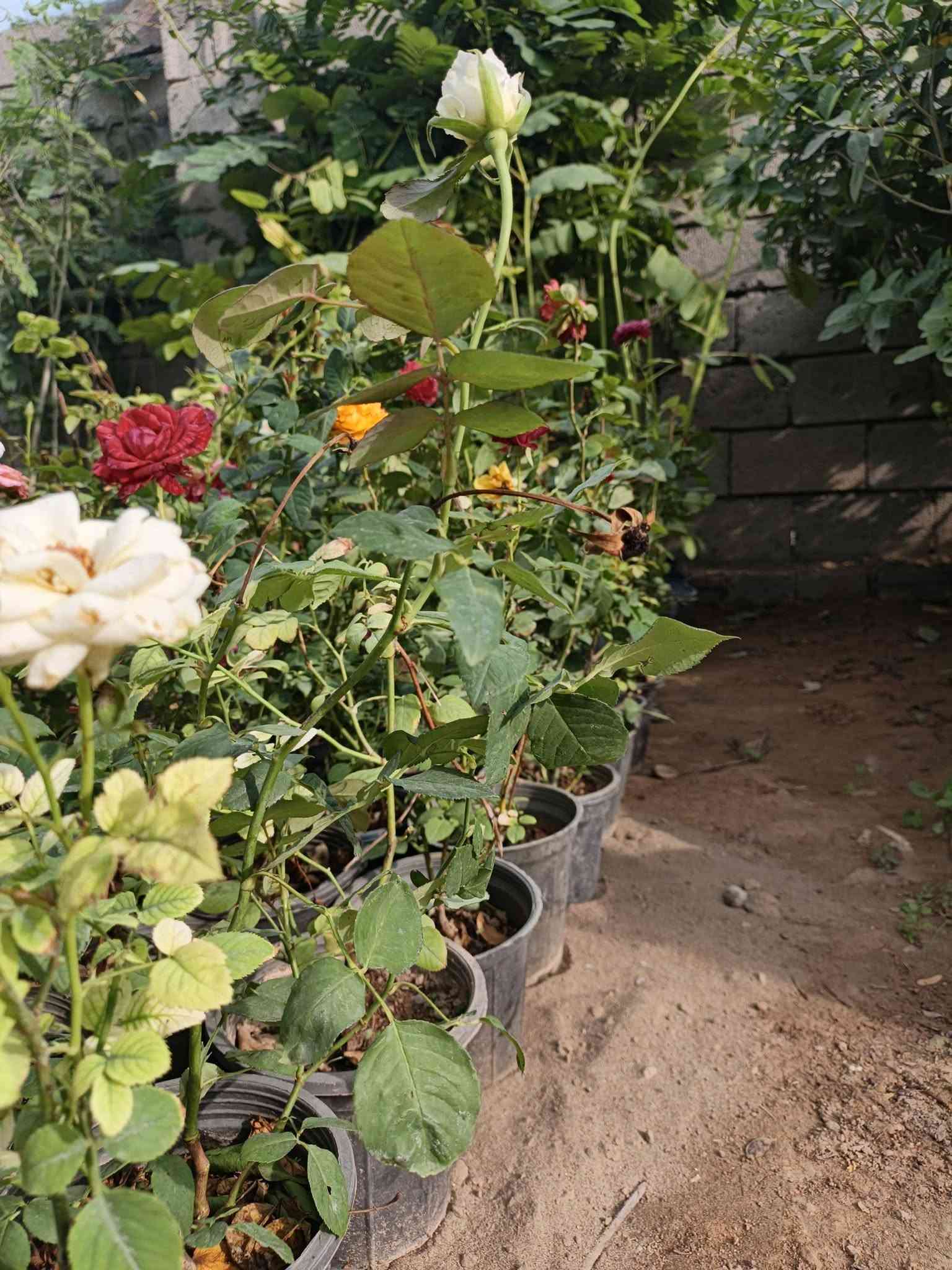 مشتل بغداد • يوسفي • ورد جوري