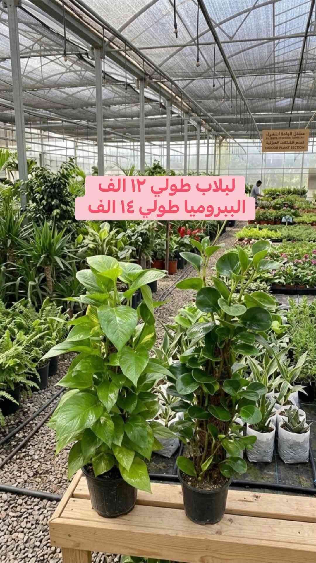 كه ياندن هه يه
توصيل متوفر كافه محافظات

نص مكتوب في الصور:
- نبات الهيدر
- سعر ٦ الاف
- جلد نمر طويل سعر ١٥ الف
- ٣٥ الف
- يوكا جبير ٦٥ الف يوكا صغير ٢٥ الف
- لب لاب طولي ١٢ الف
- الببروميا طولي ١٤ الف
- مونستيرا سعر ٣٥ الف
- مطاط ضلعين اسود هولندي سعره ٢٥ الف