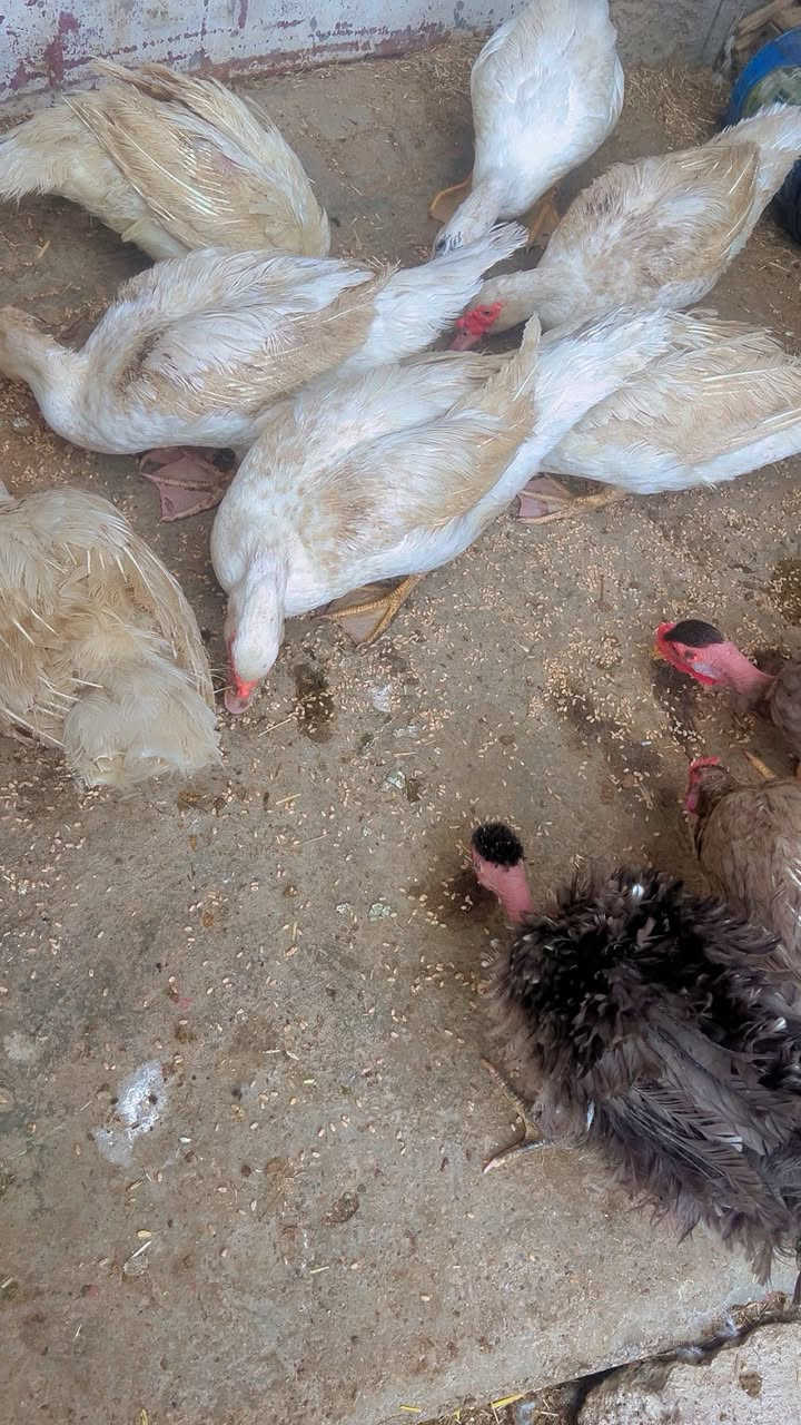 بشات مصري • ديوكة • بغداد شارع الجزيرة