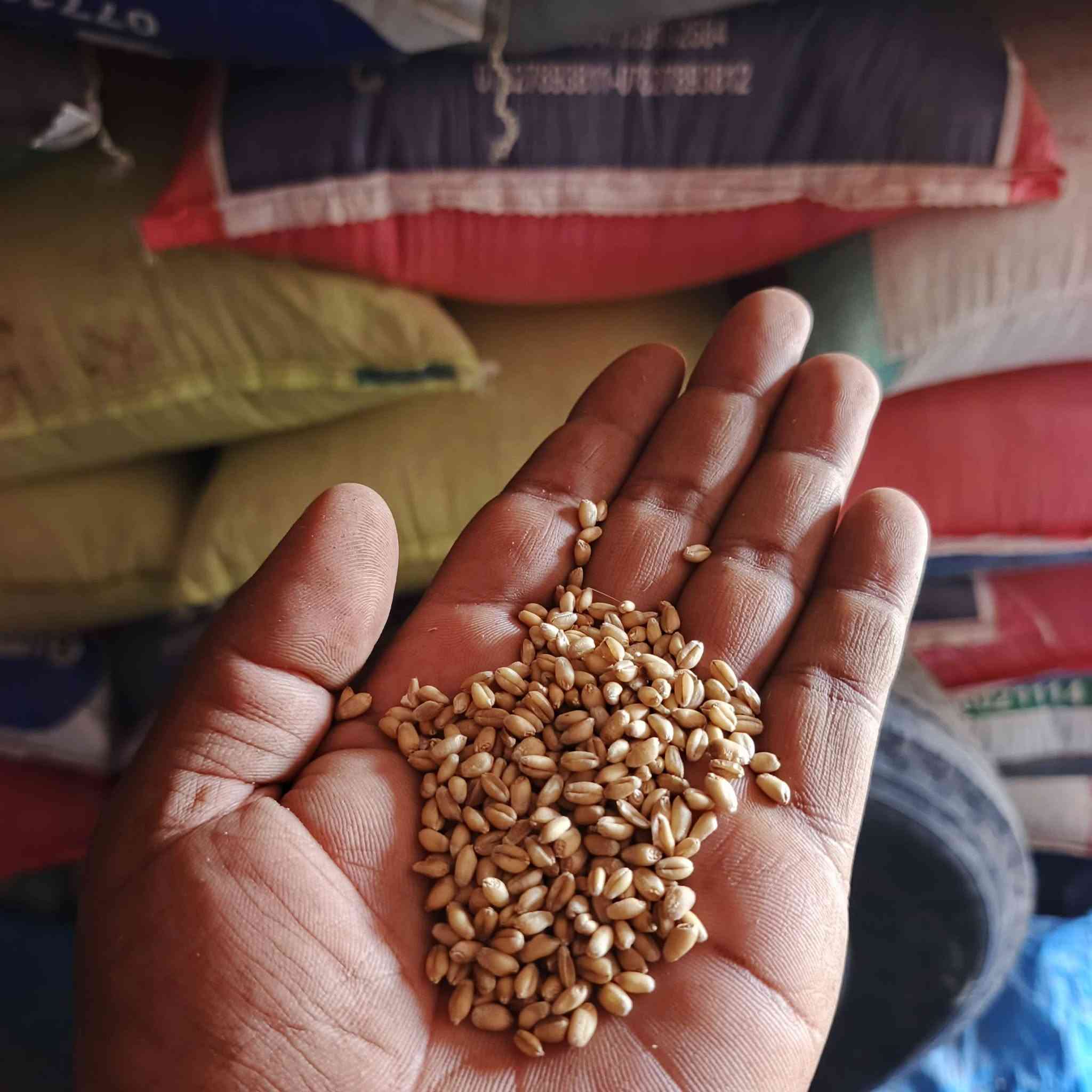 للبيع بذور حنطه عربيه بت المغلف اتعهد تعهد بيهن مشروطات من كاعي المكان الناصريه قظاء الفجر رقمي ***********
