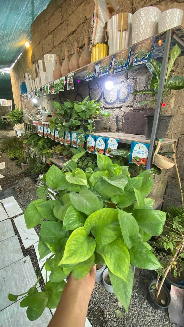 🌿🔥 عرض اليوم من مشتل دوميز 🔥🌿

اللبلاب الجميل صار متوفر عندنا بس بـ 6000 د.ع للقطعة 😍🪴

✨ مناسب للبيت والحديقة
🌿 يضيف لمسة خضراء جميلة للمكان
💚 خيار حلو لكل محبي النباتات

🚚 التوصيل للمناطق القريبة بـ 1000 د.ع فقط

📦 الكمية محدودة، لا تفوّت العرض 😉🔥
📍 العرض حصري بس يم مشتل دوميز

📲 للطلب والاستفسار واتساب:
***********

🌷 مشتل دوميز — نخلي بيتك أحلى بالخضرة 🪴💙

