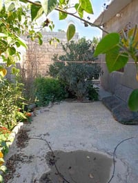 النجيبية • حديقة كبيرة • ديوان خارجي
