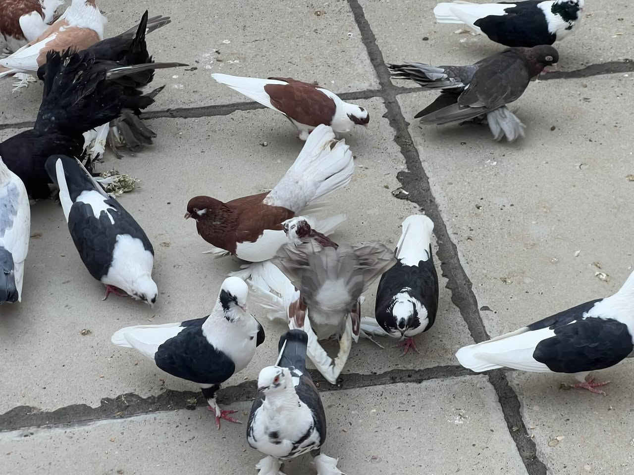 ارافل • ٨ زواج • كركوك