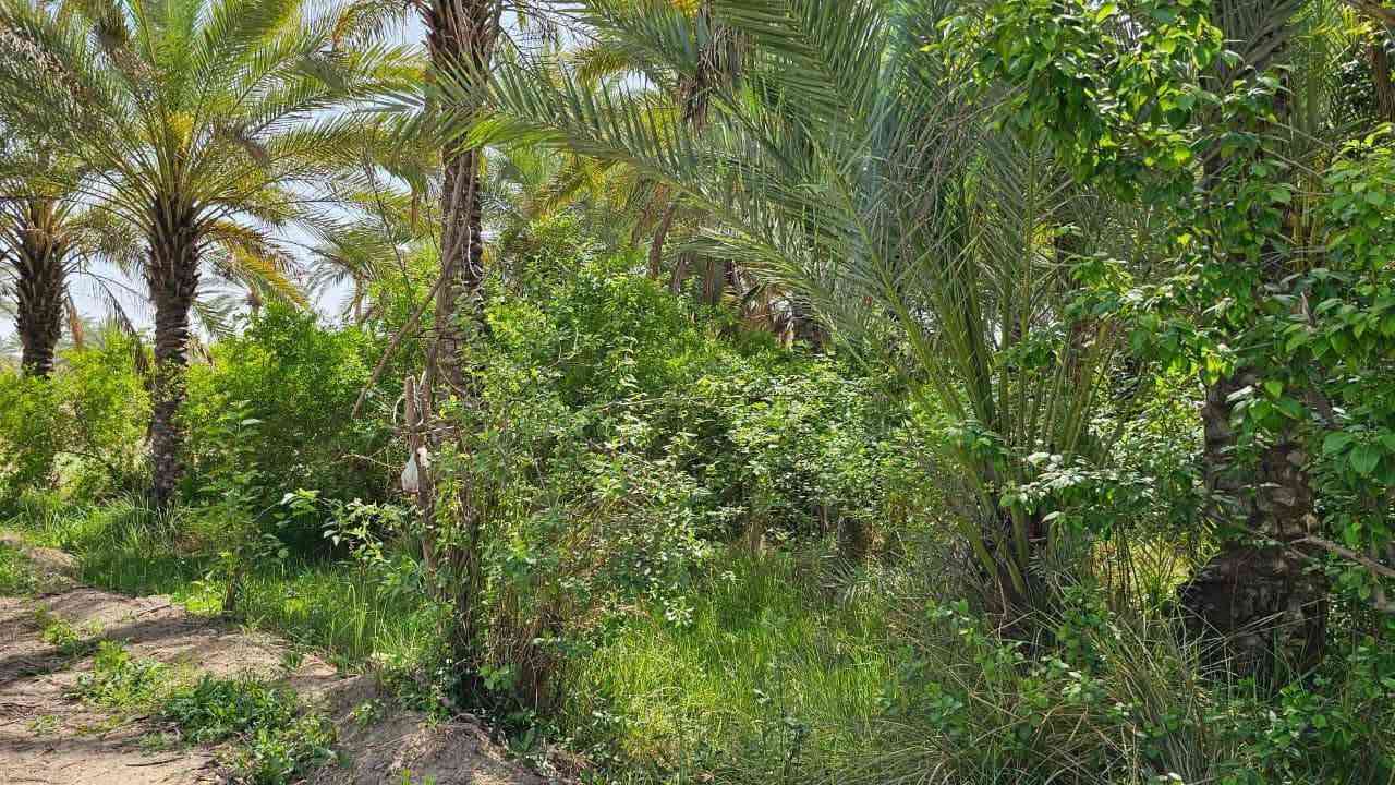 عقار مثالي في كربلاء 💯 
✅️مزرعة جنينة للبيع مساحة 
ستة دونم ونص واجهة 60 متر 
تحتوي على 500 نخلة ملونة 
تحتوي على 2000 شجرة مثمرة 

✅️متوفرة كافة الخدمات
تبليط، ماء، كهرباء، مدارس
نوع العقار (طابو ملك صرف)

✅️الموقع كربلاء - شارع السيدة 
زينب على شارع بني تميم مباشر 
تبعد من مركز مدينة كربلاء 5 كيلو 

💰سعر الدونم 600 مليون والأرض تباع بالكامل 

رجاءا بدون احراج فقط الي عنده فلوس نقد وشراي يتصل 

📞 ***********

🏛️مكتب ضرغام العلياني للعقار المكتب مجاز رسميا 
عنوان المكتب كربلاء شارع الرابط قرب بساتين طيبه
