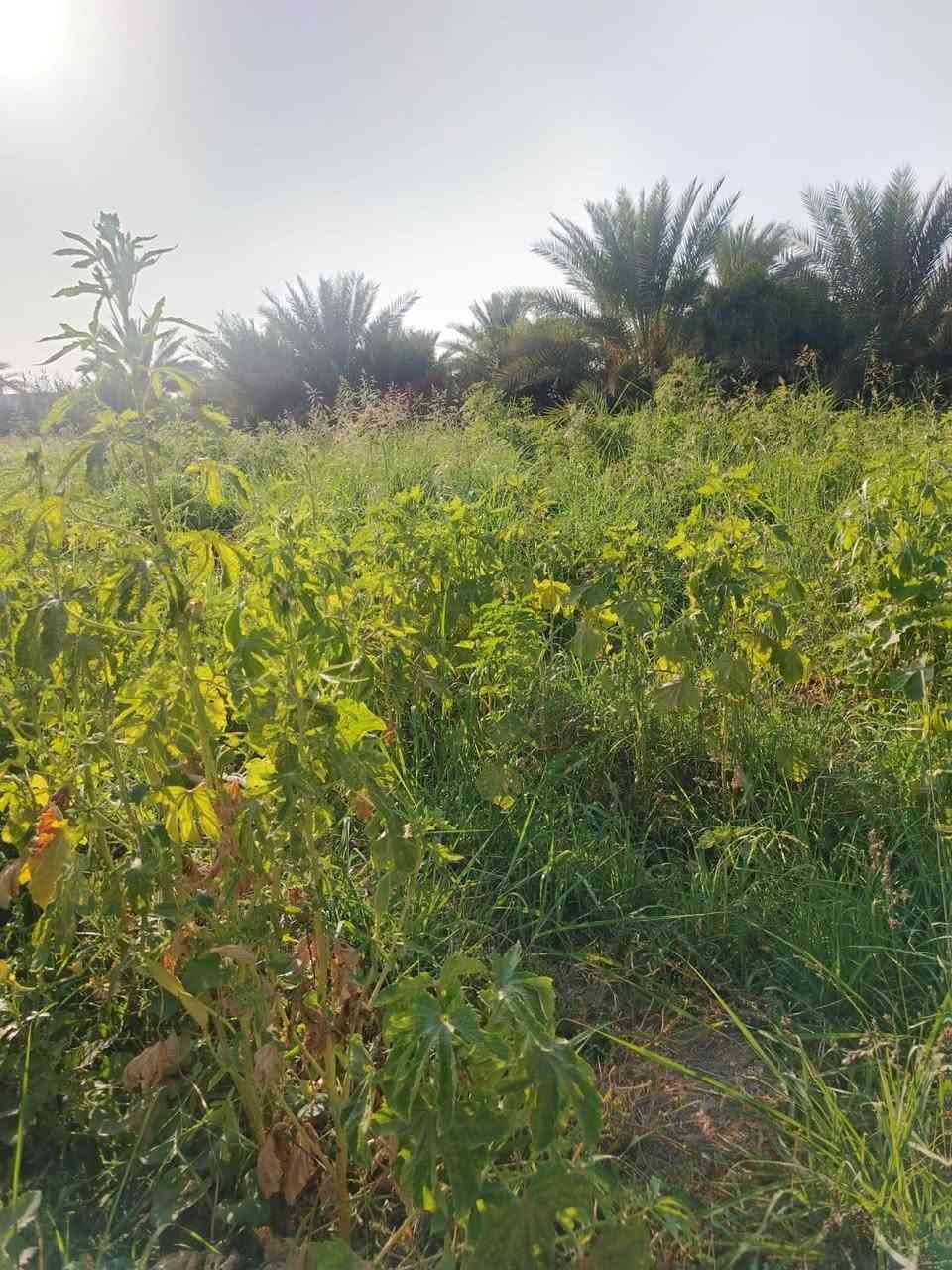 🌴 دونم زراعي للبيع – فرصة مميزة 🌴
📍 الموقع: المسيب – طريق أبو الجاسم، قرب حي الإمام علي

📐 المساحة: 2500 م²
📜 سند 25 زراعي وتحويل مباشر باسم المشتري
📏 واجهة 40 متر
💧 متوفر ماء إسالة وماء سقي من نهر حلو
⚡ كهرباء ومولد
🛣️ شارع بعرض 7 متر
🌴 يحتوي على بعض الأشجار وأكثر من 50 نخلة
📍 يبعد فقط 250 متر عن التبليط الرئيسي

📞 للاستفسار: ***********

