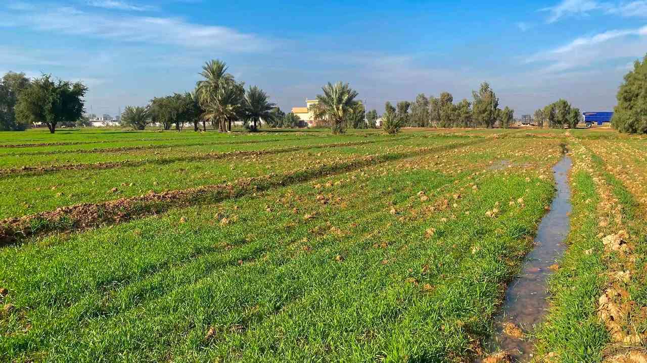 دونمين ونص للبيع بغداد تقاطع النهروان قرية الفرسان مكان هادء وارض خصبة وسعر بلااااش 
متوفر ماء سقي كهرباء سحب ماء اسالة سعرهن شلع 110 وبيهن مجال 
يرهمن دار استراحة او سكن او زراعة او استثمار 
*********** متوفر واتساب واتصال مباشر
