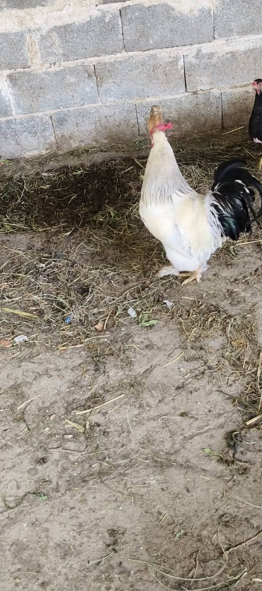 ديك براهمة • كربلاء الحسينيه الجريه
