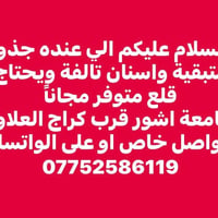 قلع أسنان • مجاني • جامعة اشور