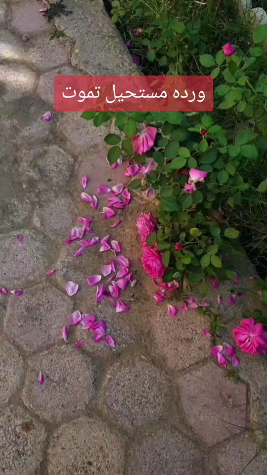 ورد مستحيل يموت • يضوي بالليل • طاقة شمسية