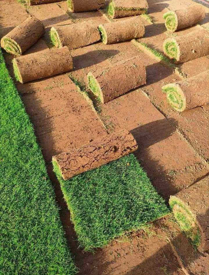 ثيل طبيعي • هندي أمريكي • فرنسي انكليزي