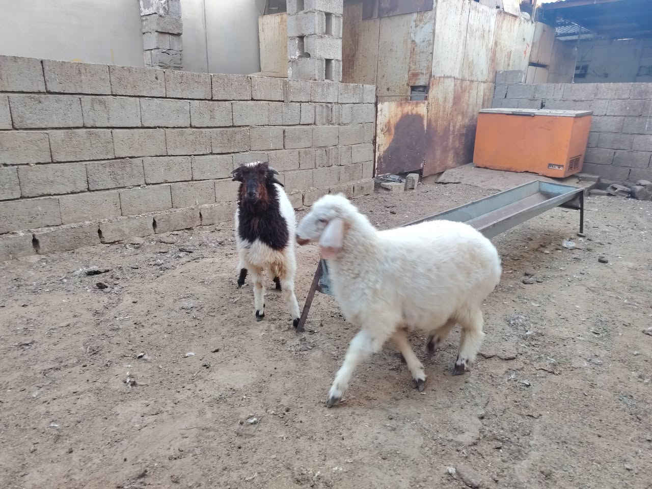طليان مالات ربط للبيع
(خروف + فطيمه)شرط الصحه والنظافه
سعرهن 625 وبيهن مجال للشراي 
***********
كركوك

