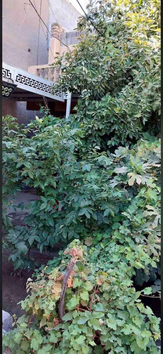 بيت للبيع مساحه ٣٢٤ خلف مصرف بغداد طابو صرف الاستفسار اكثر تصال عله رقم ***********
